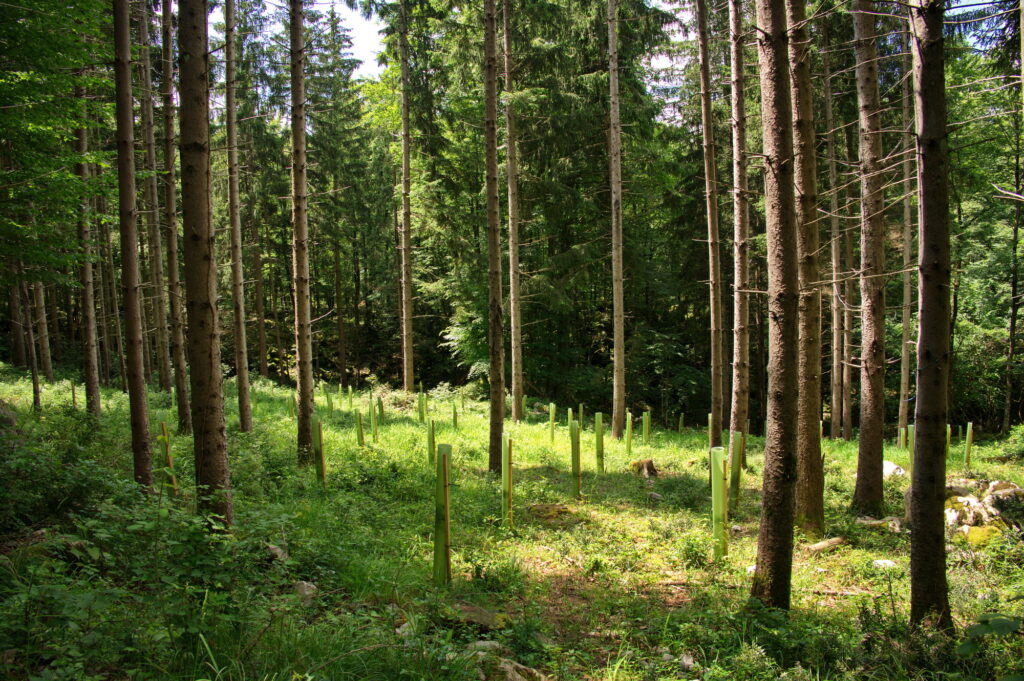 Reforestation by planting young trees